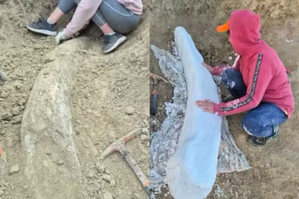 Hallaron en Miramar un colmillo fósil de la Era del Hielo