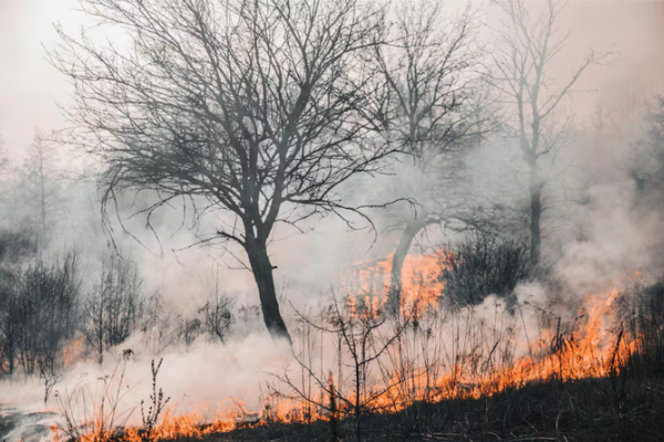 Riesgo m&aacute;ximo de incendios: elevan la alerta roja en 16 provincias de Argentina