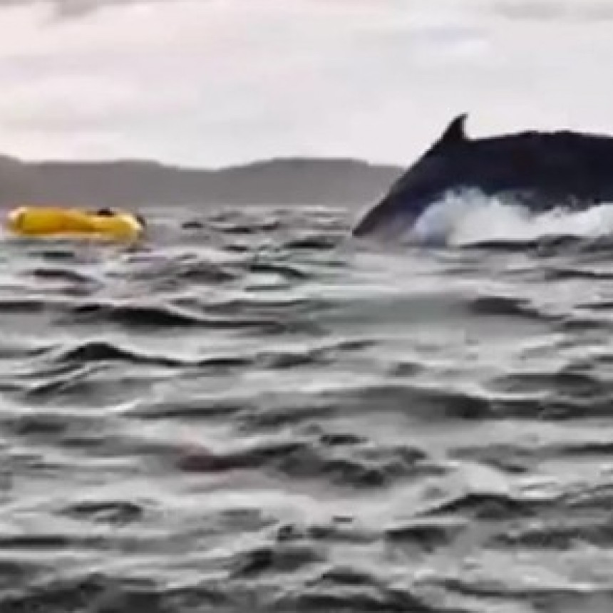 Un kayakista fue tragado y expulsado por una ballena en el sur de Chile