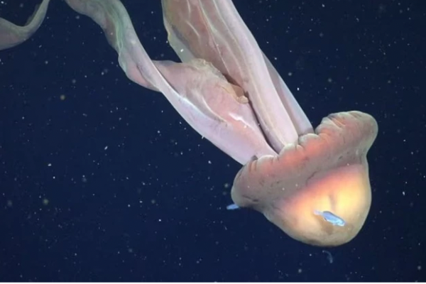 Científicos del CONICET filmaron una medusa gigante en el Mar Argentino