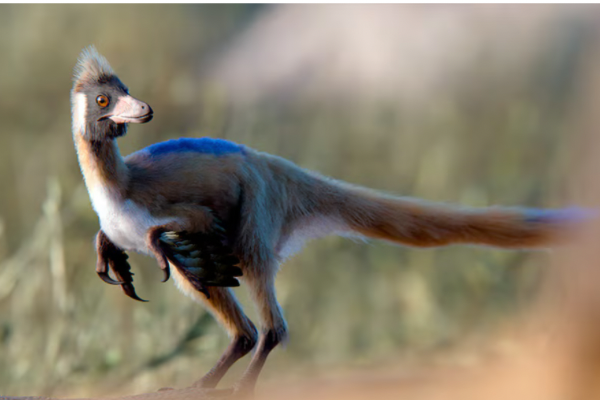 Hallazgo en la Patagonia argentina: encontraron restos de un dinosaurio diminuto del tama&ntilde;o de una gallina