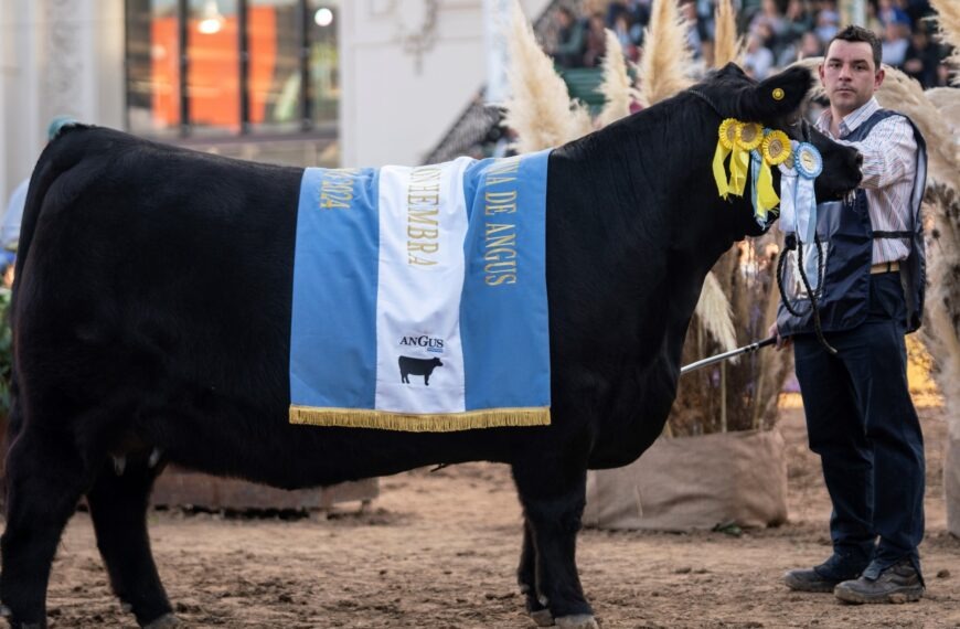 Vacunos ganadores por primera vez en la Fiesta del Trigo 