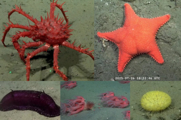 Exploración histórica: el Conicet transmite en vivo el fondo del Mar Argentino a 3.900 metros