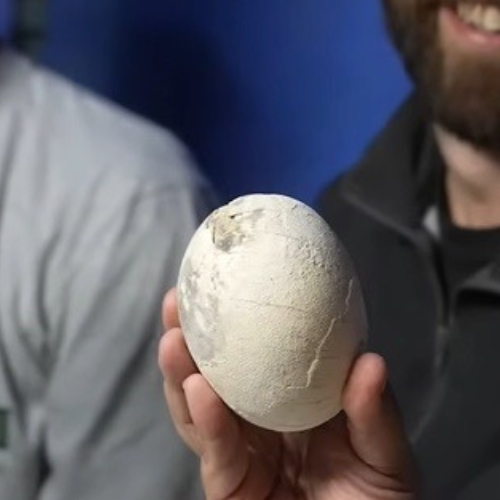 Científicos del Conicet hallaron un nido de huevos de dinosaurio carnívoro en Río Negro